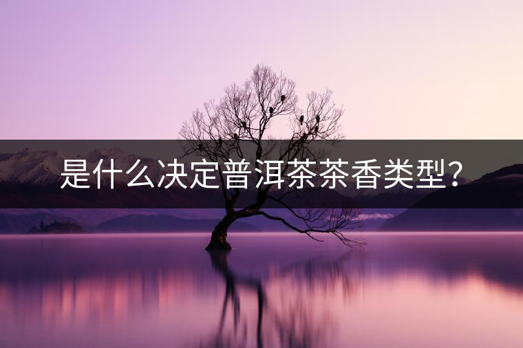 是什么決定普洱茶茶香類型？