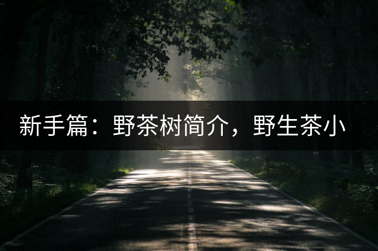 新手篇：野茶樹簡(jiǎn)介，野生茶小知識(shí)