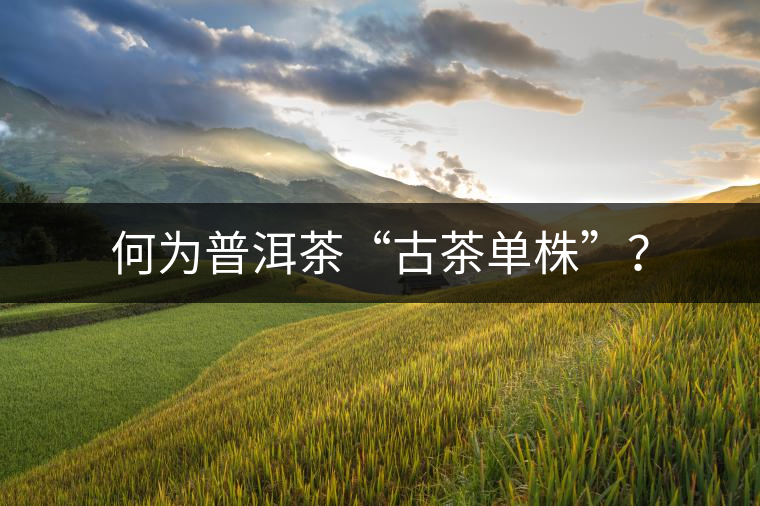 何為普洱茶“古茶單株”？