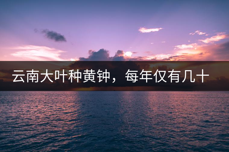 云南大葉種黃鐘，每年僅有幾十公斤的產(chǎn)量，堪稱茶界的“大熊貓”