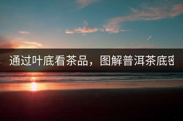 通過葉底看茶品，圖解普洱茶底密碼！