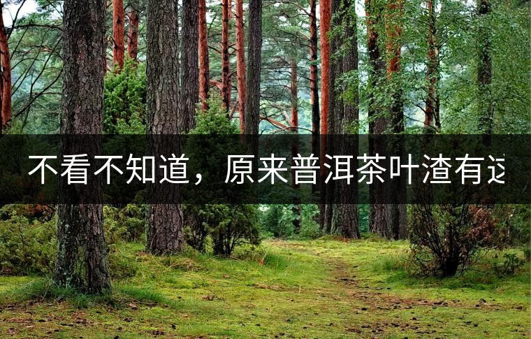 不看不知道，原來普洱茶葉渣有這么多作用！