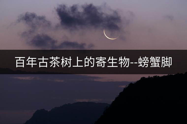 百年古茶樹(shù)上的寄生物--螃蟹腳 百年古茶樹(shù)上的寄生物--螃蟹腳