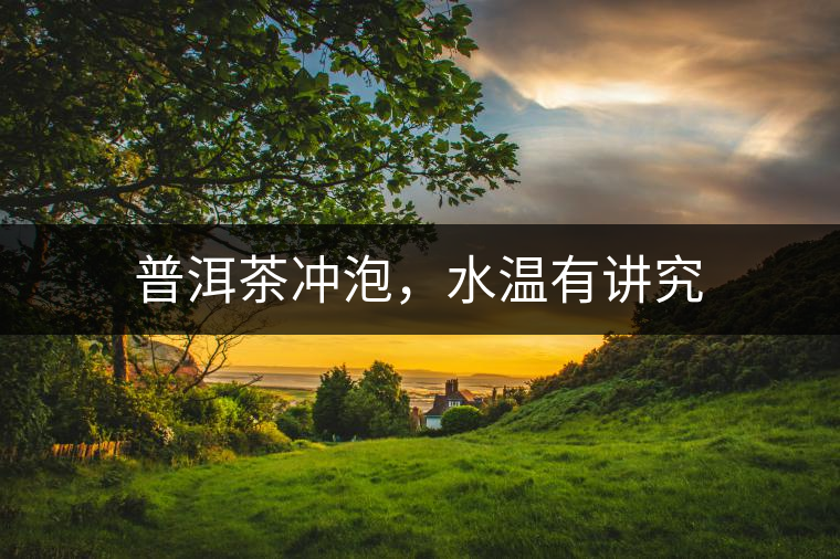 普洱茶沖泡，水溫有講究