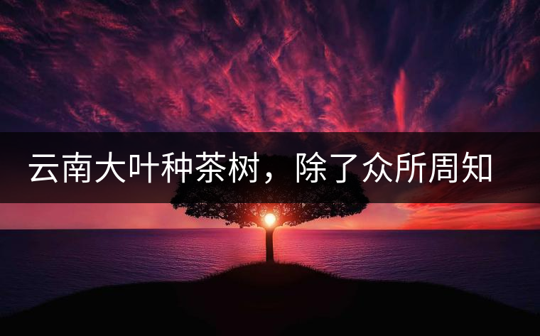 云南大葉種茶樹，除了眾所周知的“勐庫種”“勐海種”以外，還有那些品質(zhì)獨特的品種呢