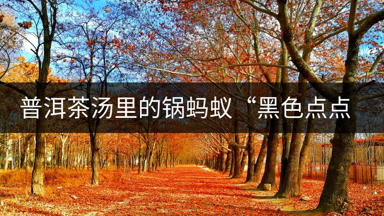 普洱茶湯里的鍋螞蟻“黑色點(diǎn)點(diǎn)”要如何處理，如何預(yù)防？