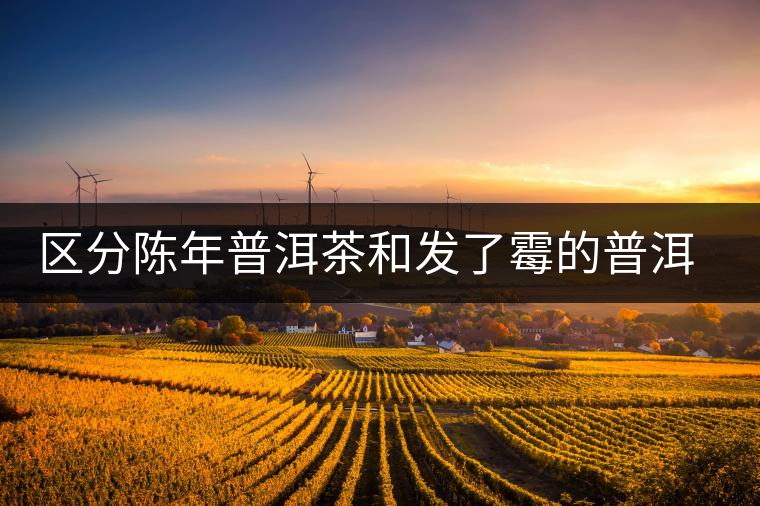 區(qū)分陳年普洱茶和發(fā)了霉的普洱有什么不同？