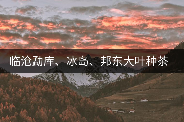 臨滄勐庫(kù)、冰島、邦東大葉種茶的解析