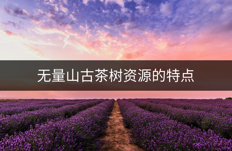 無(wú)量山古茶樹資源的特點(diǎn) 無(wú)量山古茶樹資源的特點(diǎn)