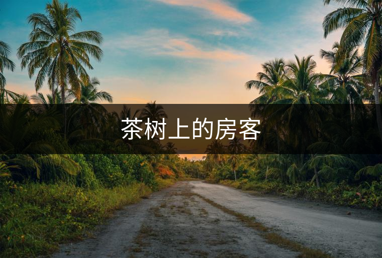茶樹(shù)上的房客