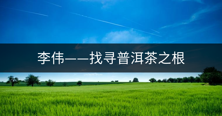 李偉——找尋普洱茶之根 李偉——找尋普洱茶之根