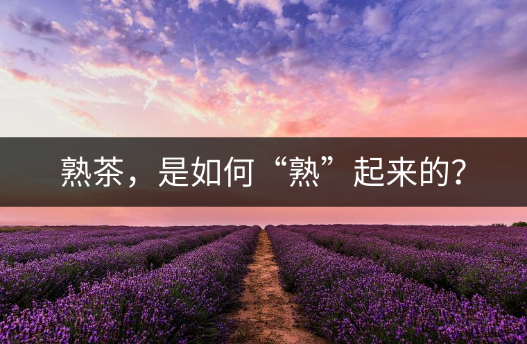 熟茶，是如何“熟”起來的？
