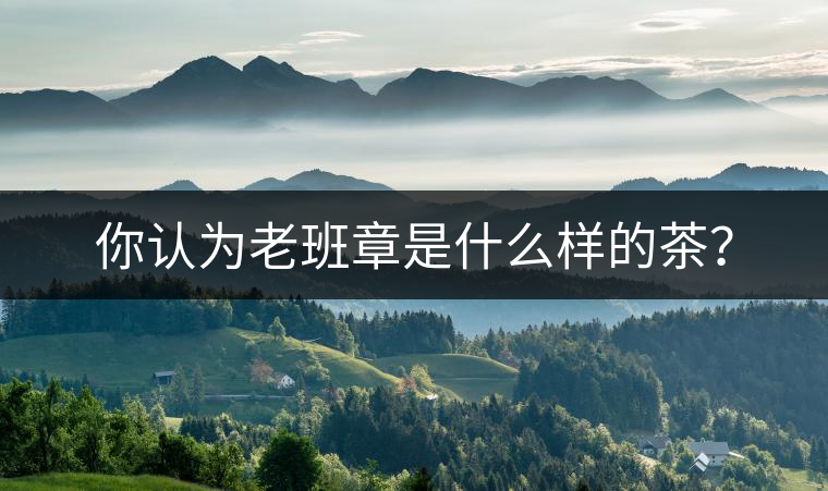 你認為老班章是什么樣的茶？