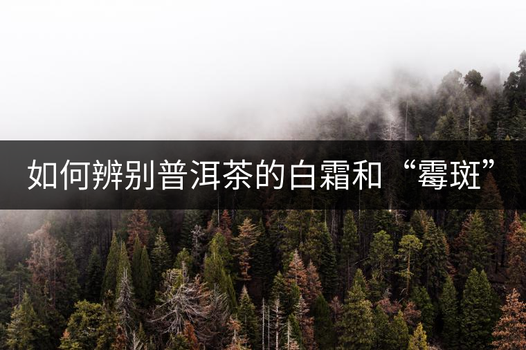如何辨別普洱茶的白霜和“霉斑”？