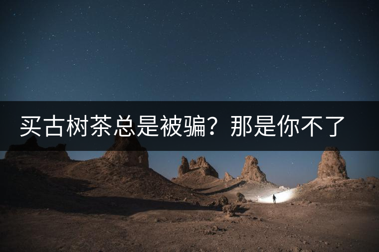 買古樹茶總是被騙？那是你不了解古樹茶的十大真相