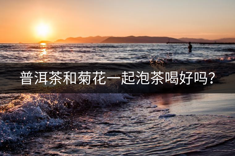普洱茶和菊花一起泡茶喝好嗎？