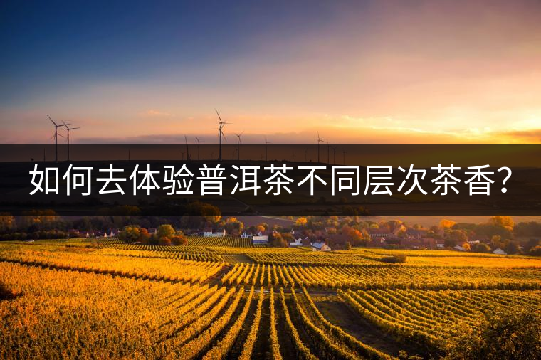 如何去體驗(yàn)普洱茶不同層次茶香？