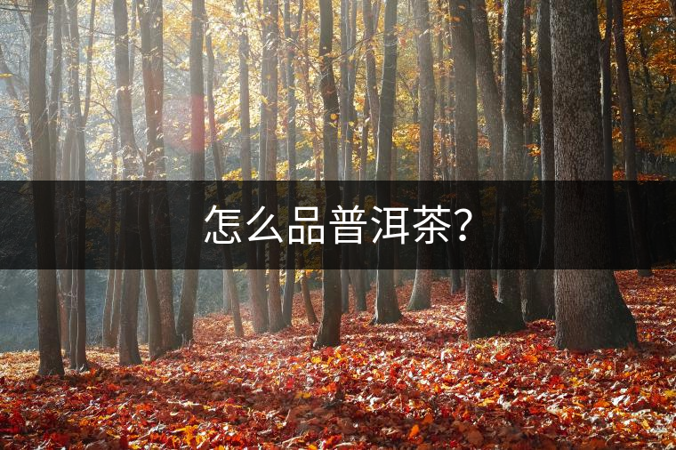 怎么品普洱茶？