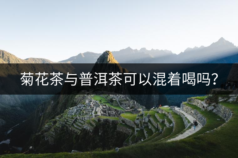 菊花茶與普洱茶可以混著喝嗎？