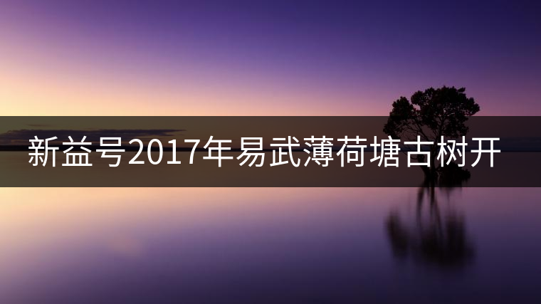 新益號2017年易武薄荷塘古樹開湯