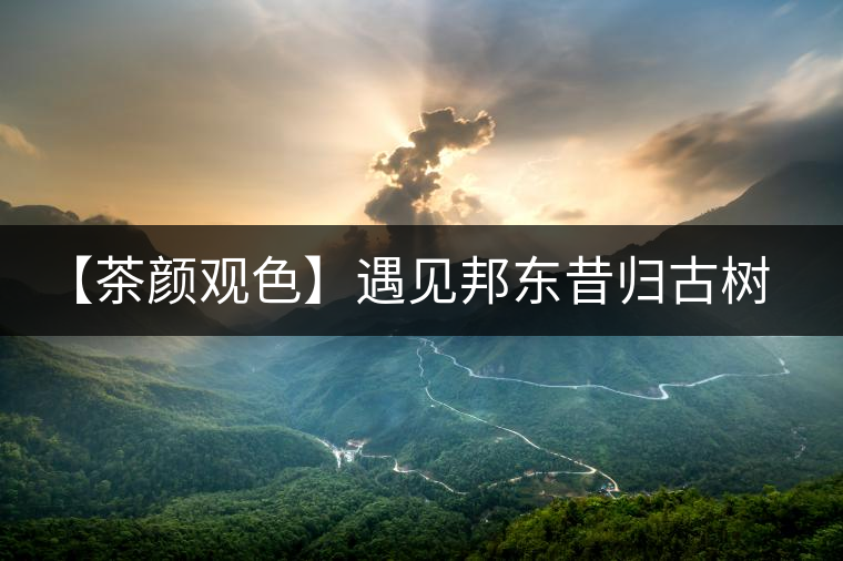 【茶顏觀色】遇見邦東昔歸古樹之美 【茶顏觀色】遇見邦東昔歸古樹之美