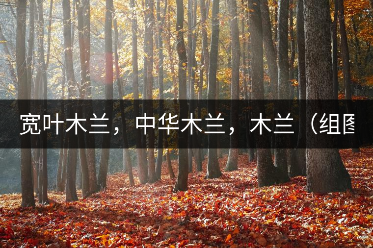 寬葉木蘭，中華木蘭，木蘭（組圖）