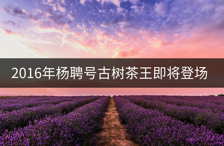 2016年楊聘號古樹茶王即將登場！