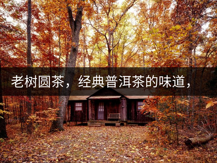 老樹圓茶，經(jīng)典普洱茶的味道，即將上市