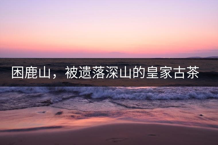 困鹿山，被遺落深山的皇家古茶園