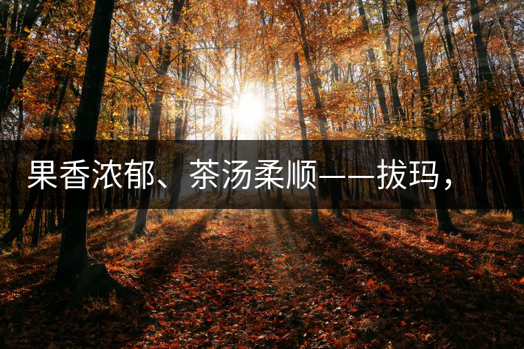 果香濃郁、茶湯柔順——拔瑪，南糯山最好的茶