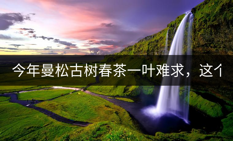 今年曼松古樹春茶一葉難求，這個(gè)鍋真不該茶商背!