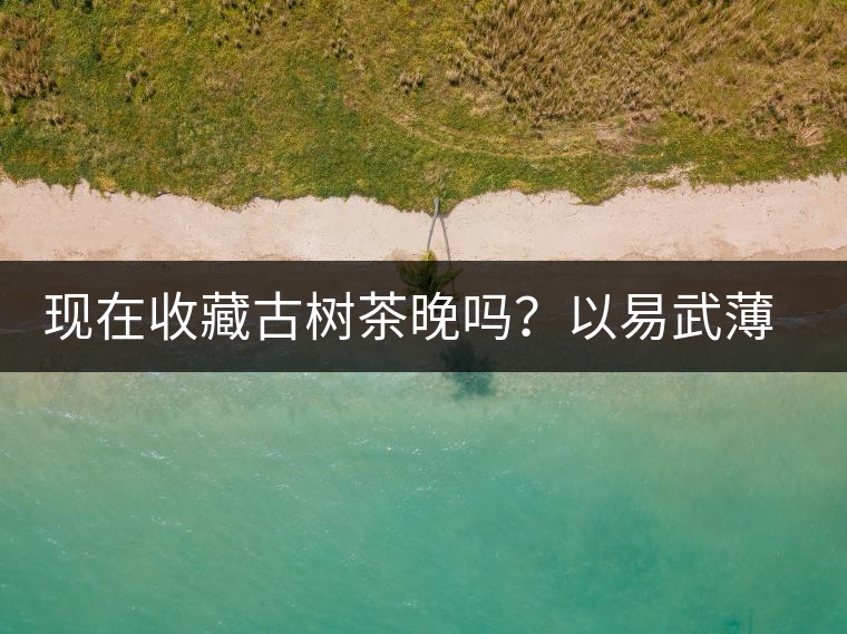 現(xiàn)在收藏古樹茶晚嗎？以易武薄荷塘古樹茶為例