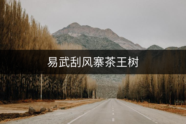 易武刮風(fēng)寨茶王樹