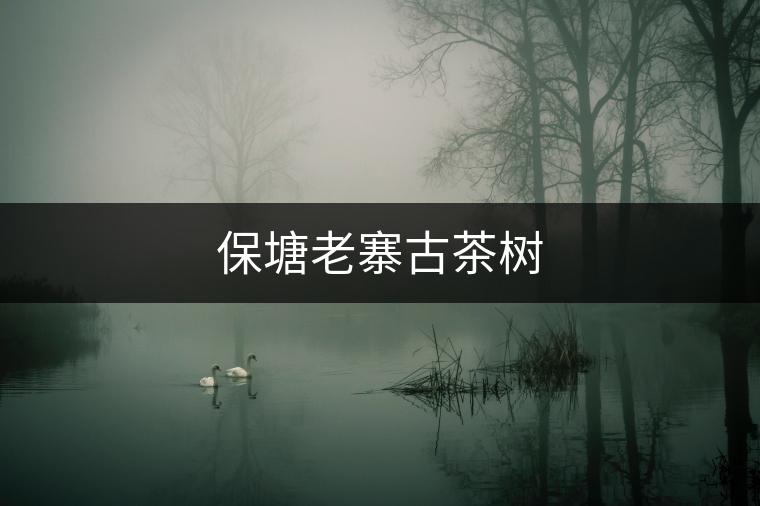 保塘老寨古茶樹 保塘老寨古茶樹
