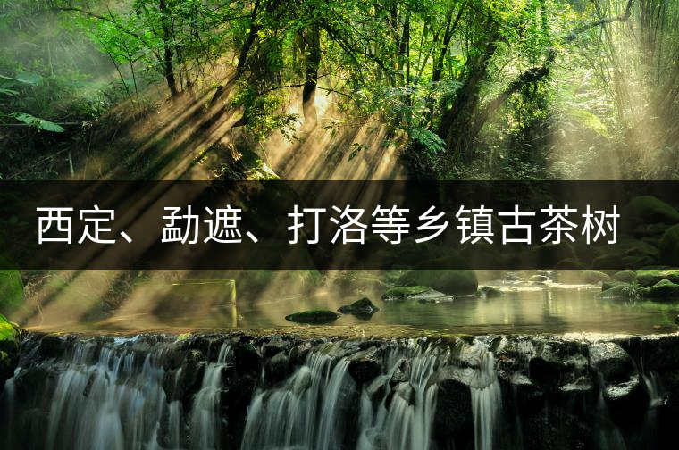 西定、勐遮、打洛等鄉(xiāng)鎮(zhèn)古茶樹資源