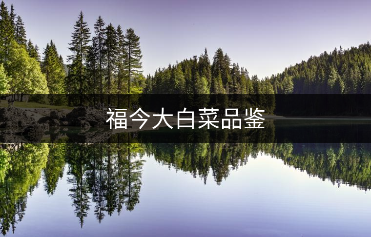 福今大白菜品鑒 福今大白菜品鑒