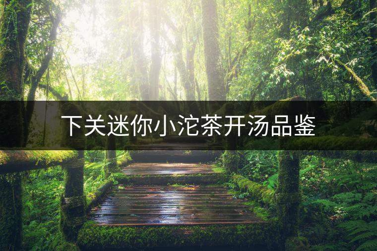 下關迷你小沱茶開湯品鑒 下關迷你小沱茶開湯品鑒