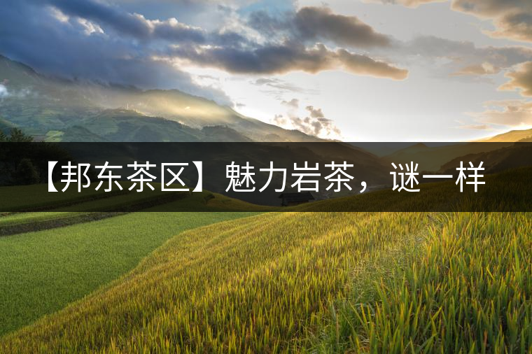 【邦東茶區(qū)】魅力巖茶，謎一樣的邦東！