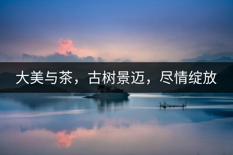 大美與茶，古樹景邁，盡情綻放