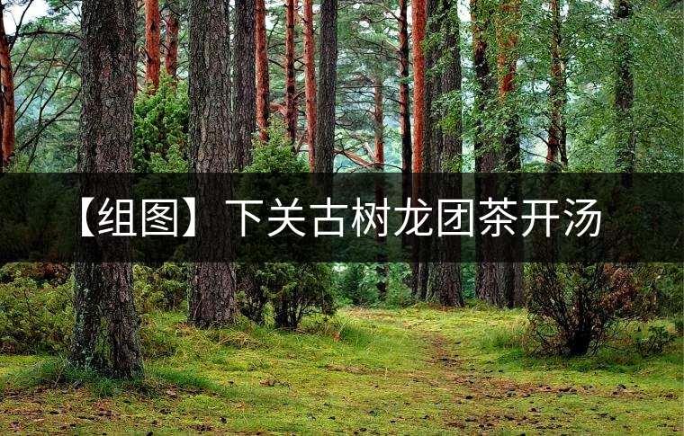 【組圖】下關古樹龍團茶開湯