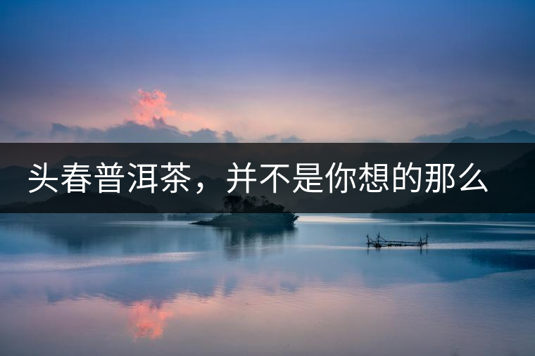 頭春普洱茶，并不是你想的那么好