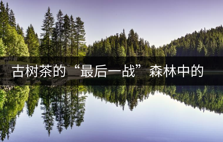 古樹茶的“最后一戰(zhàn)”森林中的高桿茶 古樹茶的“最后一戰(zhàn)”森林中的高桿茶