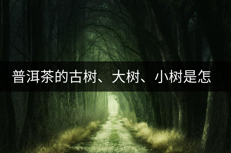 普洱茶的古樹、大樹、小樹是怎樣劃分的？