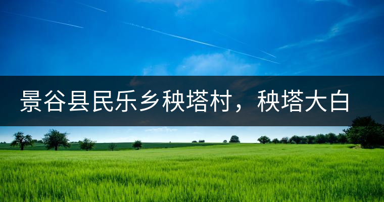 景谷縣民樂鄉(xiāng)秧塔村，秧塔大白茶口感特點