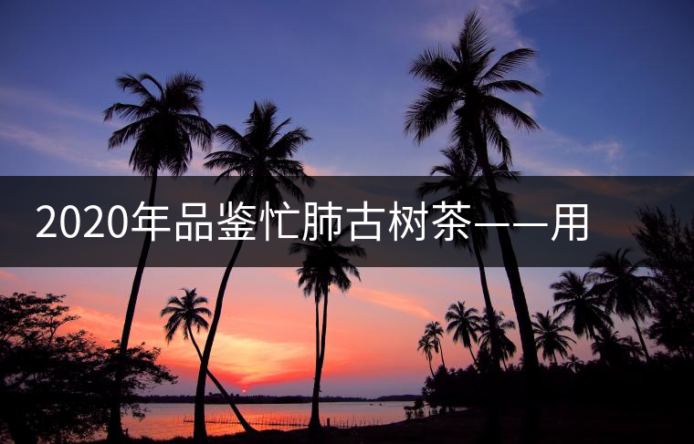 2020年品鑒忙肺古樹茶——用誠(chéng)意獻(xiàn)上一杯好茶 2020年品鑒忙肺古樹茶——用誠(chéng)意獻(xiàn)上一杯好茶