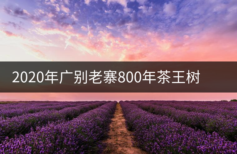 2020年廣別老寨800年茶王樹單株頭采實(shí)錄