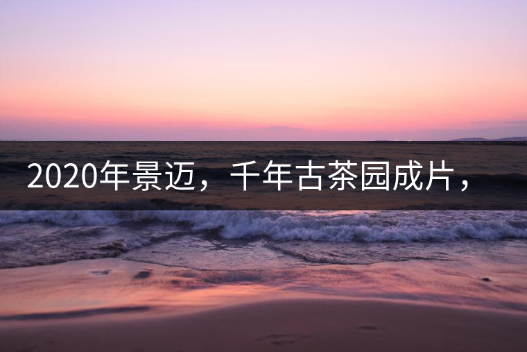 2020年景邁，千年古茶園成片，蘭花香堪稱(chēng)一絕！