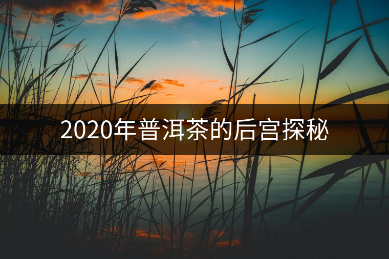 2020年普洱茶的后宮探秘 2020年普洱茶的后宮探秘
