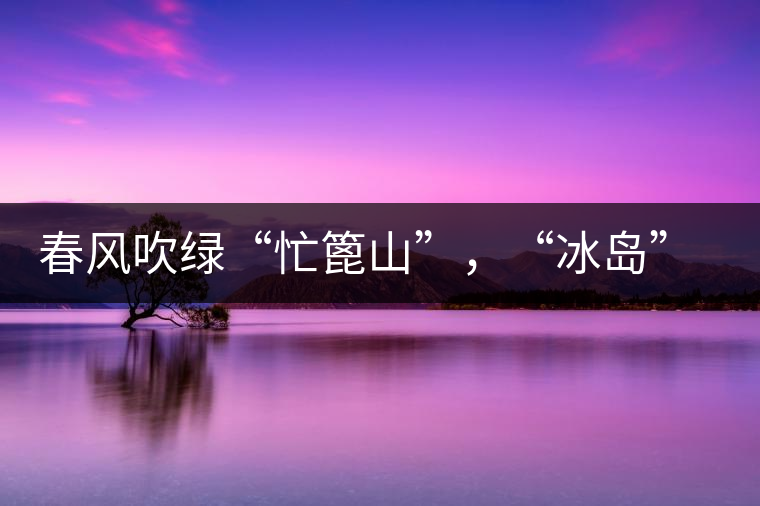 春風(fēng)吹綠“忙篦山”，“冰島”“老寨”春茶香