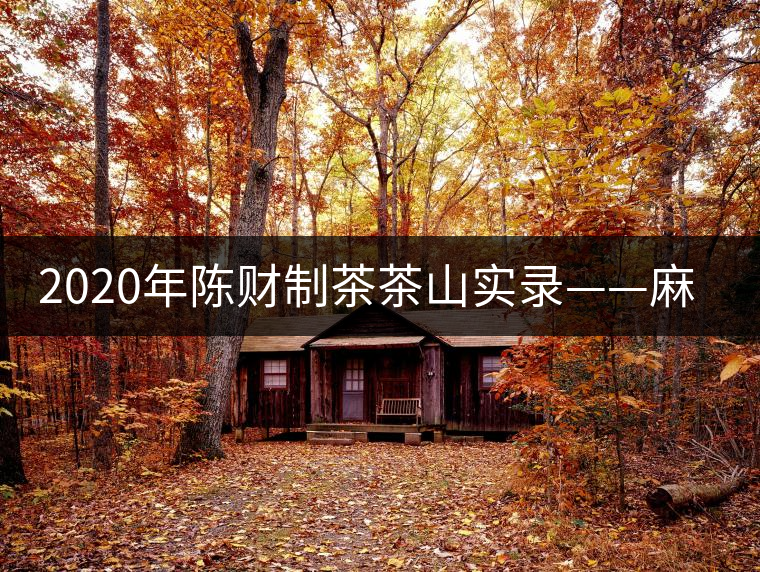 2020年陳財制茶茶山實錄——麻黑村下的“茶二代”